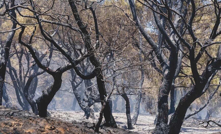 Ancient wildfires in Gondwana forests shaped Earth’s climate, Indian study finds – DD India: What You Need To Know