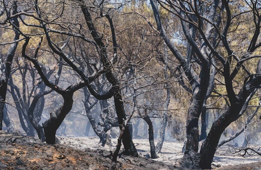 Ancient wildfires in Gondwana forests shaped Earth’s climate, Indian study finds – DD India: What You Need To Know