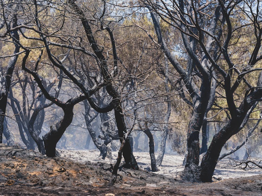 Ancient wildfires in Gondwana forests shaped Earth’s climate, Indian study finds - DD India: What You Need To Know