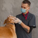 Amid demand for accountability in education system, KPSC temporarily stays veterinary officers’ recruitment – Deccan Herald