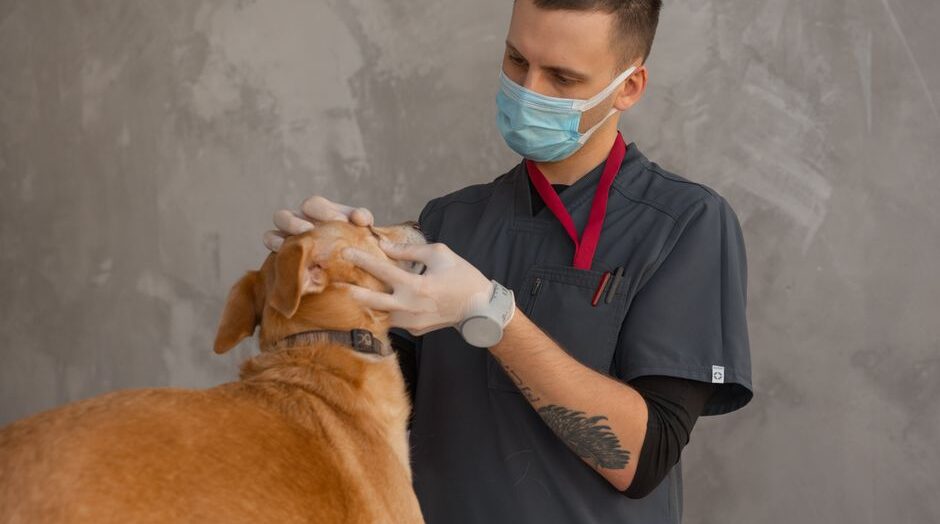 Amid demand for accountability in education system, KPSC temporarily stays veterinary officers’ recruitment – Deccan Herald