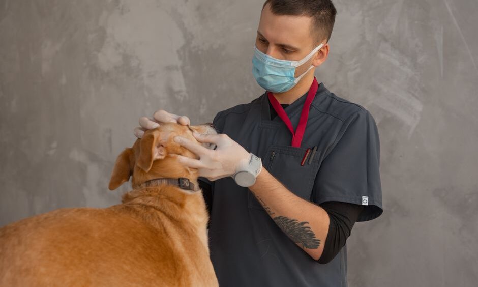 Amid demand for accountability in education system, KPSC temporarily stays veterinary officers’ recruitment – Deccan Herald