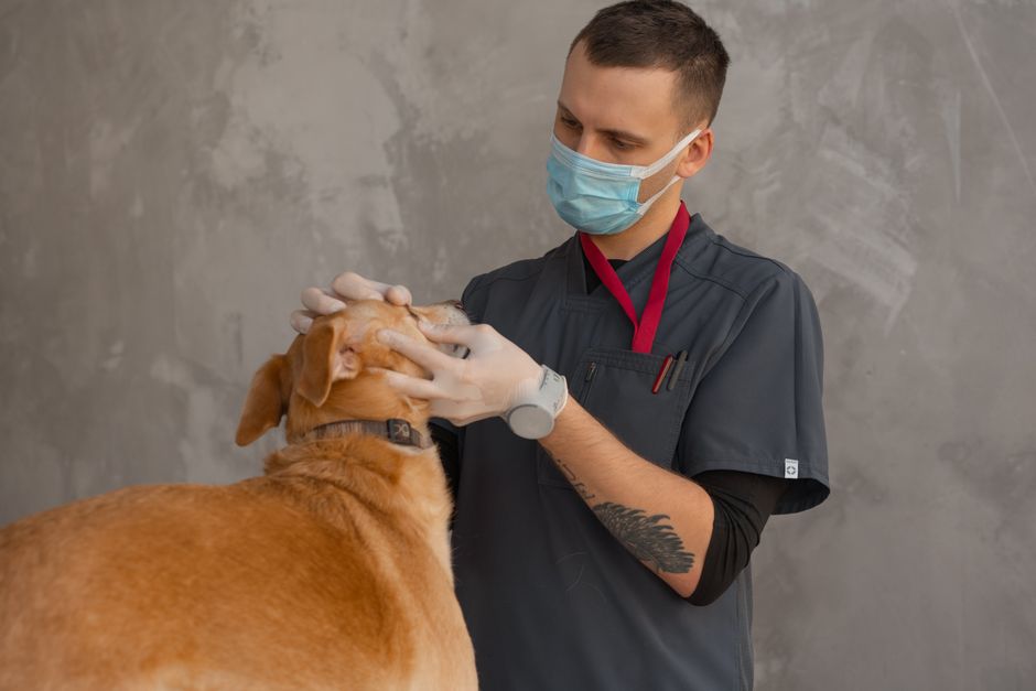 Amid demand for accountability in education system, KPSC temporarily stays veterinary officers’ recruitment – Deccan Herald